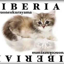 【 サイベリアン 】猫アレルギーの人必見！超美のコートを持つ女の子！