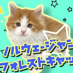 【 ノルウェージャンフォレストキャット 】マイペースな性格！イケメン子猫ちゃん