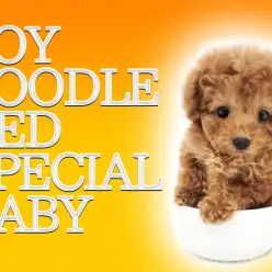 【 トイプードル レッド 】小さめで可愛さ横浜ナンバーワンの女の子登場！