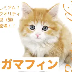 【 ラガマフィン 】超プレミアム！ハイクオリティな大型（猫）新人登場！！