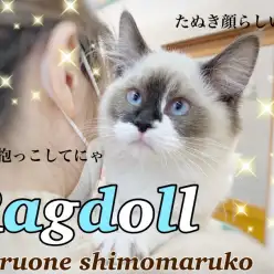 【 ラグドール 】たぬきに見える猫で話題！可愛さ＆癒し満点の童顔なぬいぐるみ猫！