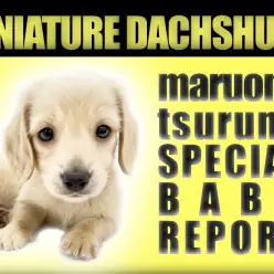 【 ミニチュアダックスフント 】おっとり&マイペース！イエローカラーの癒やし系！