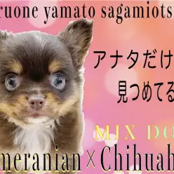 【 MIX 】濃厚なチョコタンカラー！陽気な明るい性格がポイント！