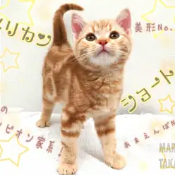 【 アメリカンショートヘア 】生粋のチャンピオン家系！控えめ甘えんぼな性格！