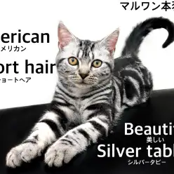 【 アメリカンショートヘア 】チャンピオンの父を持つ美しく穏やかなプリンス！