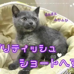 【 ブリティッシュショートヘア 】ふかふかの極み!抱っこが好きでいる秘訣とは?