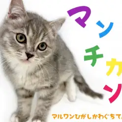 【 マンチカン 】今月の目玉ニャンコ！靴下を履いた甘え上手な超絶美少年！