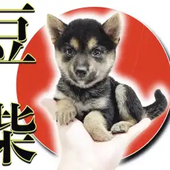 【 豆柴 】生後60日で体重747g!可愛さ抜群の手乗りサイズに注目！