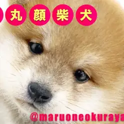 【 柴犬 】究極の丸顔！！大注目な魅力的な柴尻！