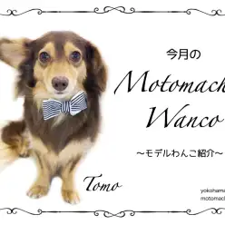 【 元町トリミング 】第九回Motomachi Wancoモデル犬紹介!