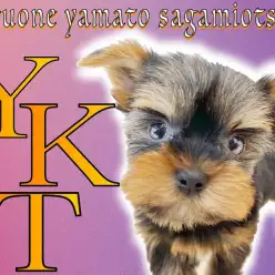 【 ヨークシャーテリア 】七変化する毛色と小さめサイズが魅力的！