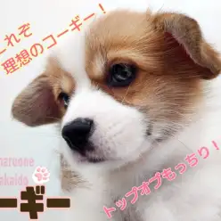 【 コーギー 】魅惑のもっちり感!これぞ理想的なコーギースタイル!