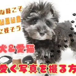 【 ペット撮影 】一眼レフを使って愛犬＆愛猫を綺麗に撮影してみよう！