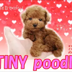 【 トイプードル 】生後58日で390g！！手のひらタイニープードル！