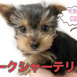 【 ヨークシャーテリア 】初心者でも飼いやすい！社交性抜群なヨーキー登場！