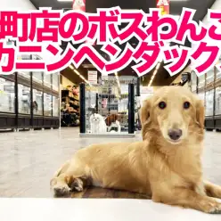 【 カニンヘンダックス 】相棒感たっぷり！初心者に超オススメわんこ！