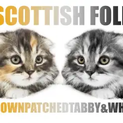 【 スコティッシュフォールド 】極上の垂れ耳と唯一無二の毛色が特徴的な女の子!