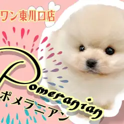 【 極小ポメラニアン 】わたあめの様なボリューミーな被毛！白たぬきポメ登場！