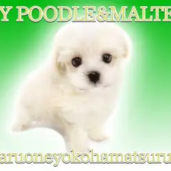 【 MIX・マルプー 】優しいアプリコットカラーに包まれた最強MIXの男の子！