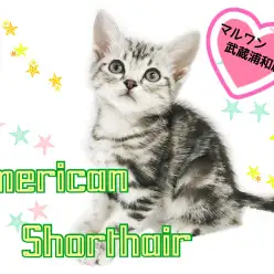 【 アメリカンショートヘア 】シルバータビーの男の子！初めての方向きな性格！