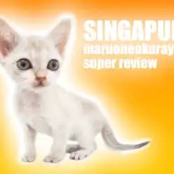 【 シンガプーラ 】世界最小サイズの希少猫種！！小さな妖精のシンガプーラ！