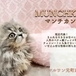 【 マンチカン 】短足代表！大きなお目々にぬいぐるみのようなルックスの持ち主！