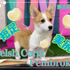 【 コーギー 】 短足&美尻！心は乙女のコーギーちゃん