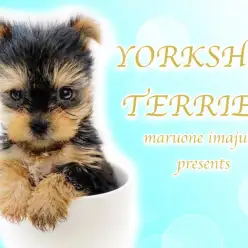 【 ヨークシャーテリア 】ティーカップサイズのドワーフ体型！手乗りヨーキー！