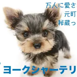 【 ヨークシャーテリア 】万人に愛される元町店秘蔵っ子！ヨーキーくんを徹底解析！