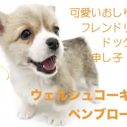 【 ウェルシュコーギー ペンブローク】可愛いおしり!フレンドリードッグの申し子!