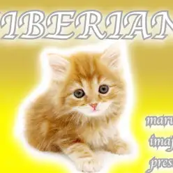 【 サイベリアン 】レッドタビーの爆毛！猫ビギナー必見のイケメンにゃんこ！