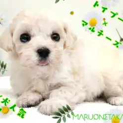【 MIX犬 】生後60日で488g！ちびっこマルプーは飼いやすさ抜群！