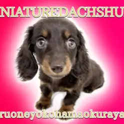 【 チョコタンダックスフント 】美しい瞳の色と優しい毛色の短足ガール！