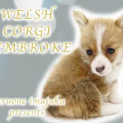 【 コーギー 】短足・プリケツ・レッド＆ホワイトのおっとり系甘えん坊ガール！