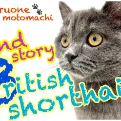 【 ブリティッシュショートヘア 】癒し猫の完成形!セカンドレビュー!