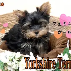 【 ヨークシャーテリア 】生後3ヶ月可愛さパワーアップのヨーキーちゃん！