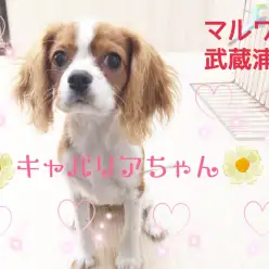 【 キャバリア 】人気のブレンハイム！トレーニングOK！初心者にオススメです！