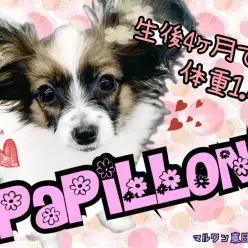 【 パピヨン 】生後4カ月半で1.4kgの抱っこサイズでお手入れも楽々！