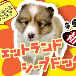【 シェットランドシープドッグ 】友好的な性格！マルワン東川口店に初登場！