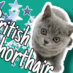 【 ブリティッシュショートヘア 】ぶちゃカワだけじゃない！超美人ブリちゃん誕生！