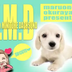 【 ミニチュアダックスフント 】幼顔に失神寸前！イエロー・ミニチュア・マジック！