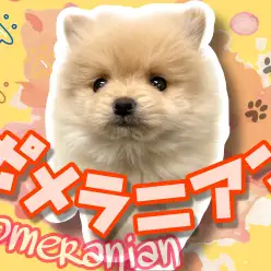 【 極小ポメラニアン 】小さめサイズのたぬき顔ポメ!!生後二ヶ月齢で660g!