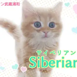 【 サイベリアン 】もふもふなのにアレルギーになりにくい!美形なミラクルキャット