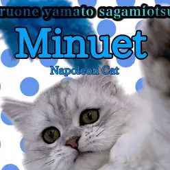 【 ミヌエット 】生後6ヶ月！短足＆美しい被毛を持つミヌちゃん！