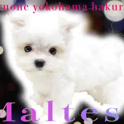 【 マルチーズ 】純白の貴公子！小さな身体と天性の懐っこさでアナタに愛をお届け！