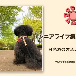 【 お役立て情報 】シニアライフ第二弾！春の日光浴のススメ