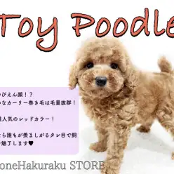 【 トイプードル 】巷で噂のぴえん顔！？毛量抜群でも抜け毛の少なさはピカイチ！