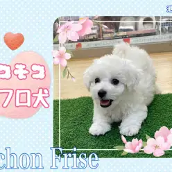 【 ビションフリーゼ 】スタイリッシュなアフロ犬目指す小さなビションくん