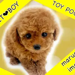 【 トイプードル 】濃厚レッドの爆毛を纏った超童顔フェイスのおっとり小さめ男子！