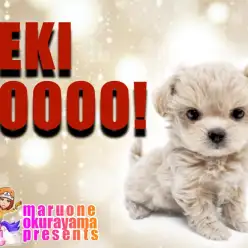 【 ペキプー 】ドワーフボディでマズル短め!トイプードル×ペキニーズMIX登場！